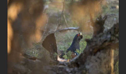 Auerhuhn (Tetrao urogallus)