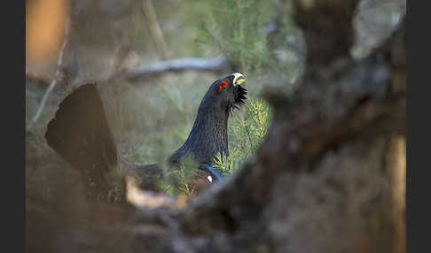 Auerhuhn (Tetrao urogallus)