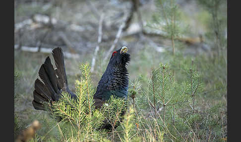 Auerhuhn (Tetrao urogallus)