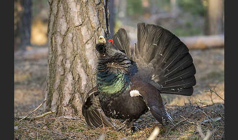 Auerhuhn (Tetrao urogallus)