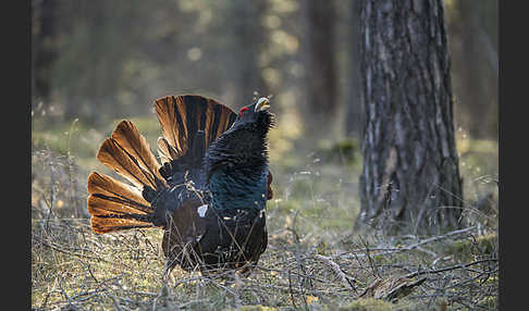 Auerhuhn (Tetrao urogallus)