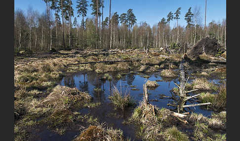 Thüringen (Thuringia)