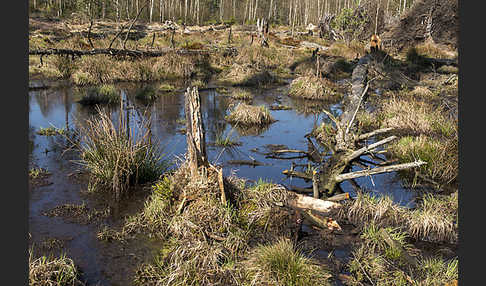 Thüringen (Thuringia)