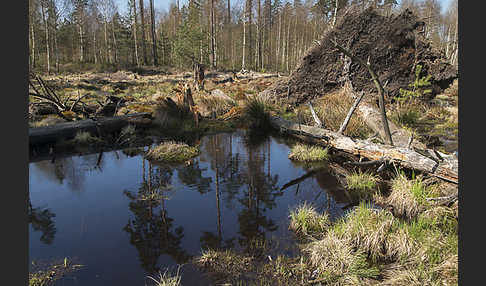 Thüringen (Thuringia)