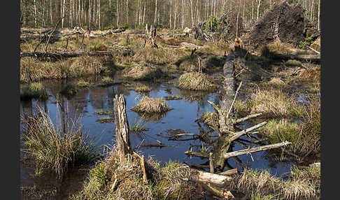 Thüringen (Thuringia)