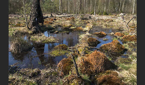 Thüringen (Thuringia)