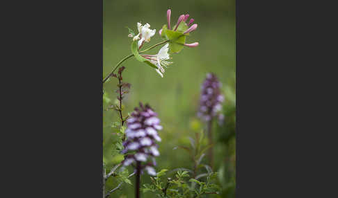 Echtes Geißblatt (Lonicera caprifolium)