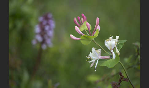 Echtes Geißblatt (Lonicera caprifolium)