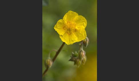 Gemeines Sonnenröschen (Helianthemum nummularium)