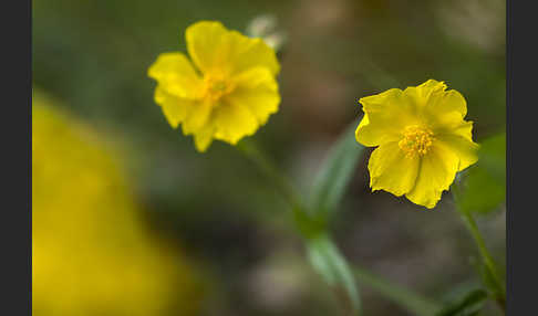 Gemeines Sonnenröschen (Helianthemum nummularium)