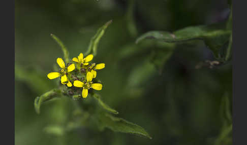 Weg-Rauke (Sisymbrium officinale)