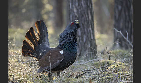 Auerhuhn (Tetrao urogallus)