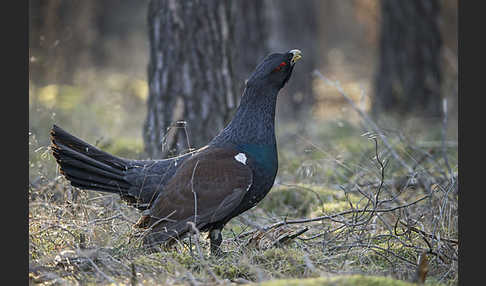 Auerhuhn (Tetrao urogallus)