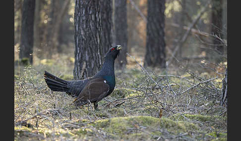 Auerhuhn (Tetrao urogallus)