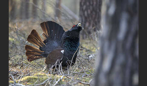 Auerhuhn (Tetrao urogallus)