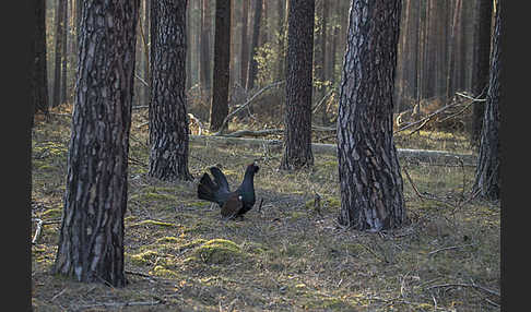 Auerhuhn (Tetrao urogallus)