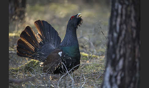 Auerhuhn (Tetrao urogallus)