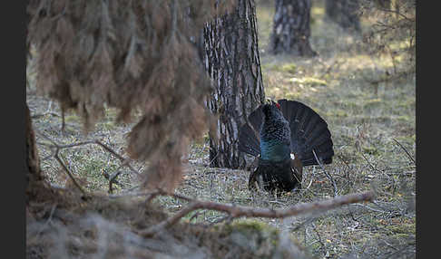 Auerhuhn (Tetrao urogallus)