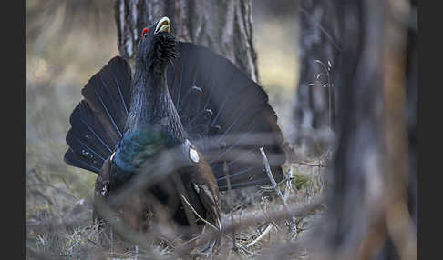 Auerhuhn (Tetrao urogallus)