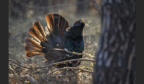 Auerhuhn (Tetrao urogallus)