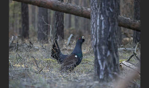 Auerhuhn (Tetrao urogallus)