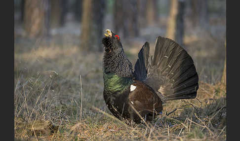 Auerhuhn (Tetrao urogallus)