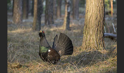 Auerhuhn (Tetrao urogallus)