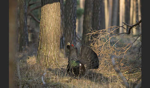 Auerhuhn (Tetrao urogallus)