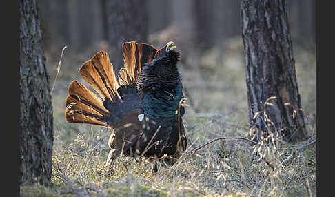 Auerhuhn (Tetrao urogallus)