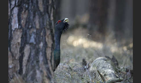 Auerhuhn (Tetrao urogallus)