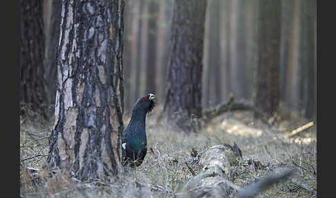 Auerhuhn (Tetrao urogallus)