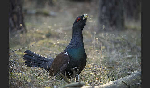 Auerhuhn (Tetrao urogallus)