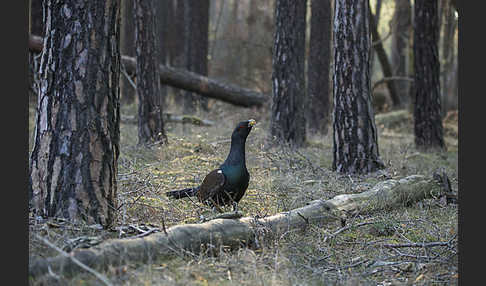 Auerhuhn (Tetrao urogallus)