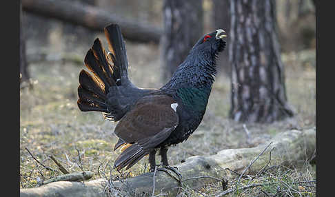 Auerhuhn (Tetrao urogallus)