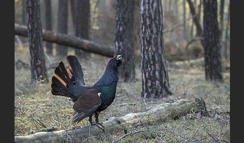 Auerhuhn (Tetrao urogallus)