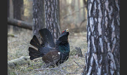 Auerhuhn (Tetrao urogallus)