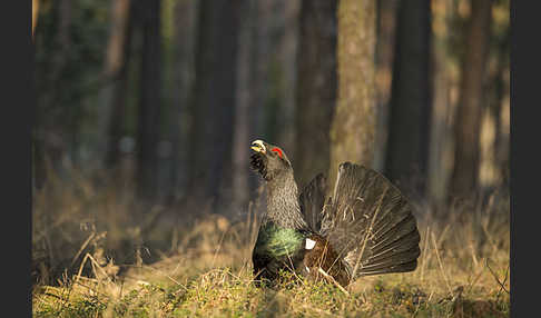 Auerhuhn (Tetrao urogallus)