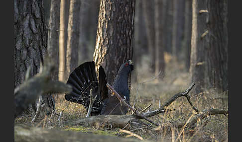 Auerhuhn (Tetrao urogallus)