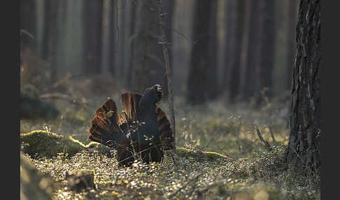 Auerhuhn (Tetrao urogallus)