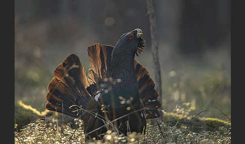 Auerhuhn (Tetrao urogallus)