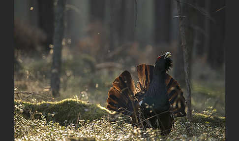 Auerhuhn (Tetrao urogallus)