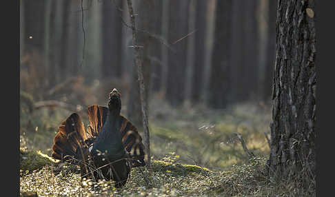 Auerhuhn (Tetrao urogallus)