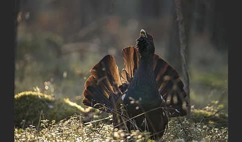 Auerhuhn (Tetrao urogallus)