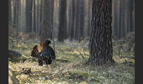 Auerhuhn (Tetrao urogallus)