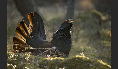 Auerhuhn (Tetrao urogallus)