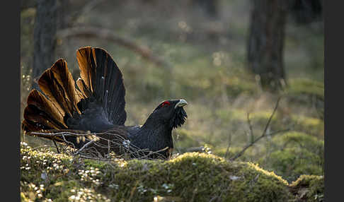 Auerhuhn (Tetrao urogallus)