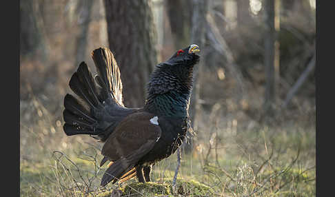 Auerhuhn (Tetrao urogallus)