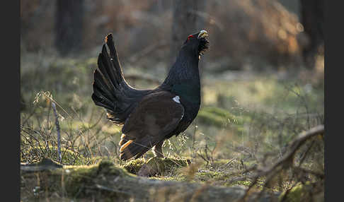 Auerhuhn (Tetrao urogallus)