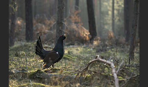 Auerhuhn (Tetrao urogallus)