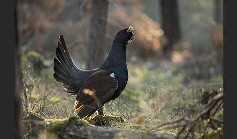 Auerhuhn (Tetrao urogallus)